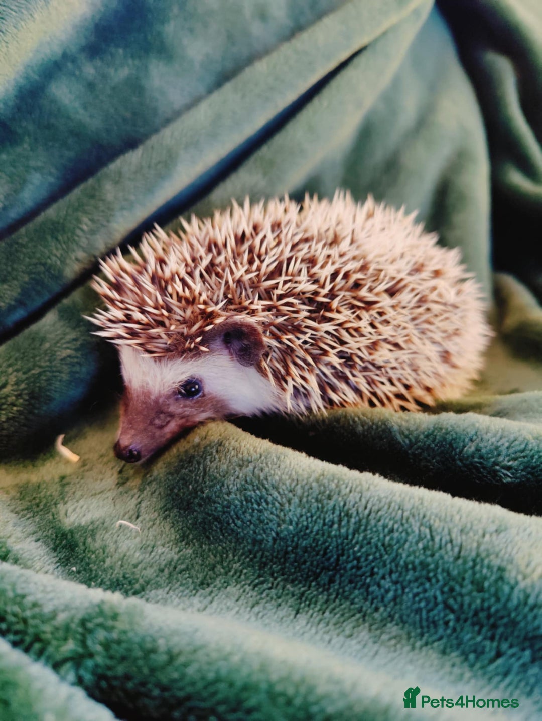 Pygmy Hedgehog rodents for sale: 3 Gorgeous babies ! - Advert 2