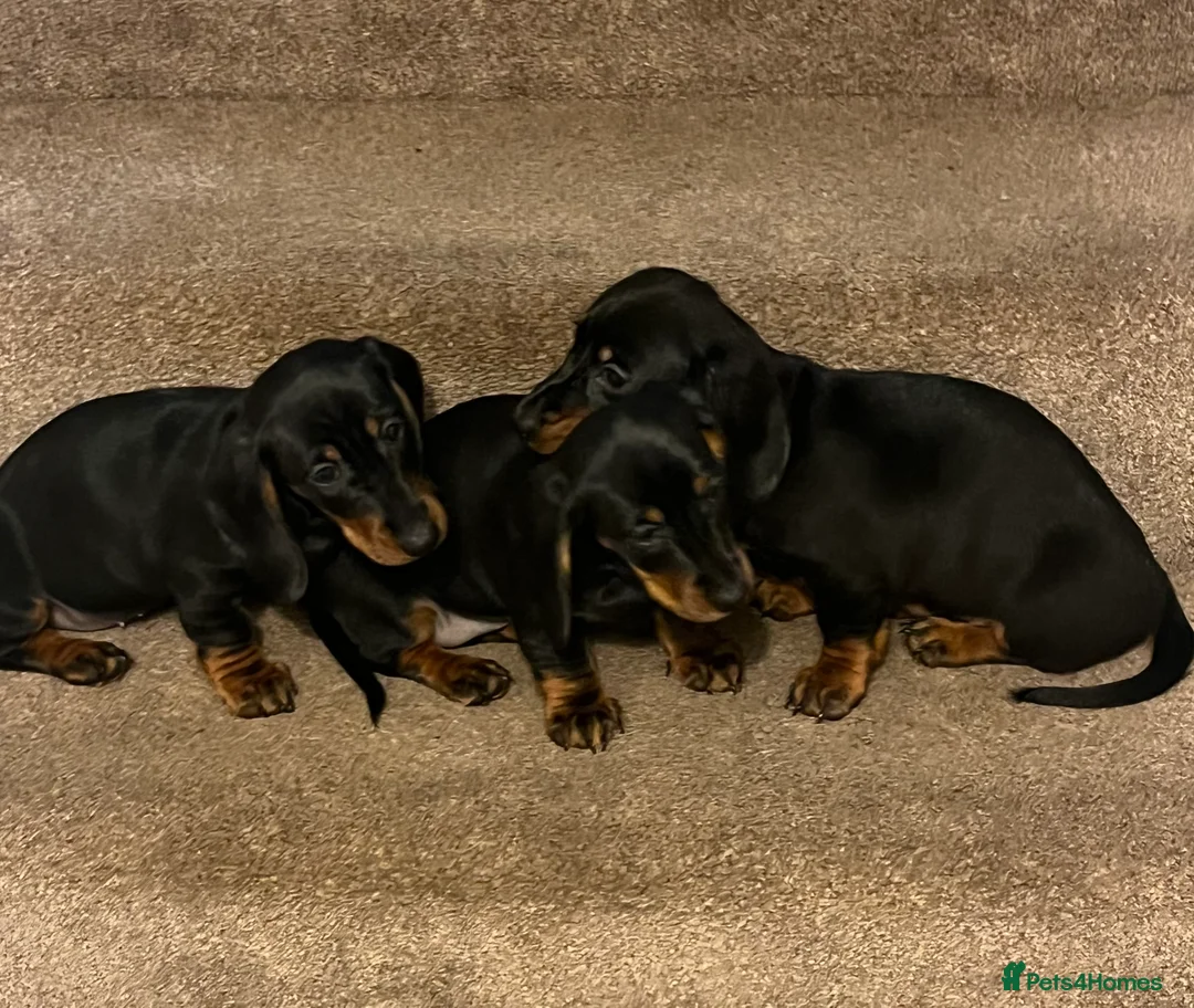Dachshund dogs for sale: 💕dachshund puppies💙 - Advert 16