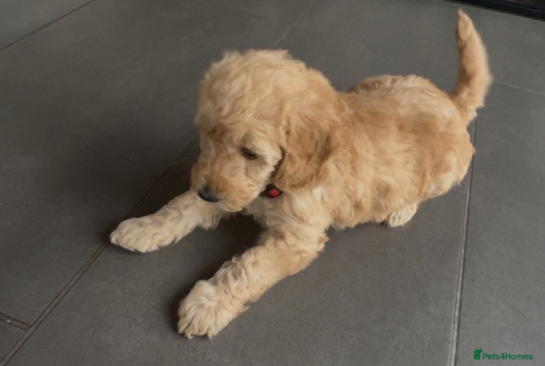 Goldendoodle dogs for sale: One Beautiful girl mini golden doodle available  - Advert 17