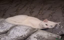 British Longhair cats for sale: Kitten  - Image 2