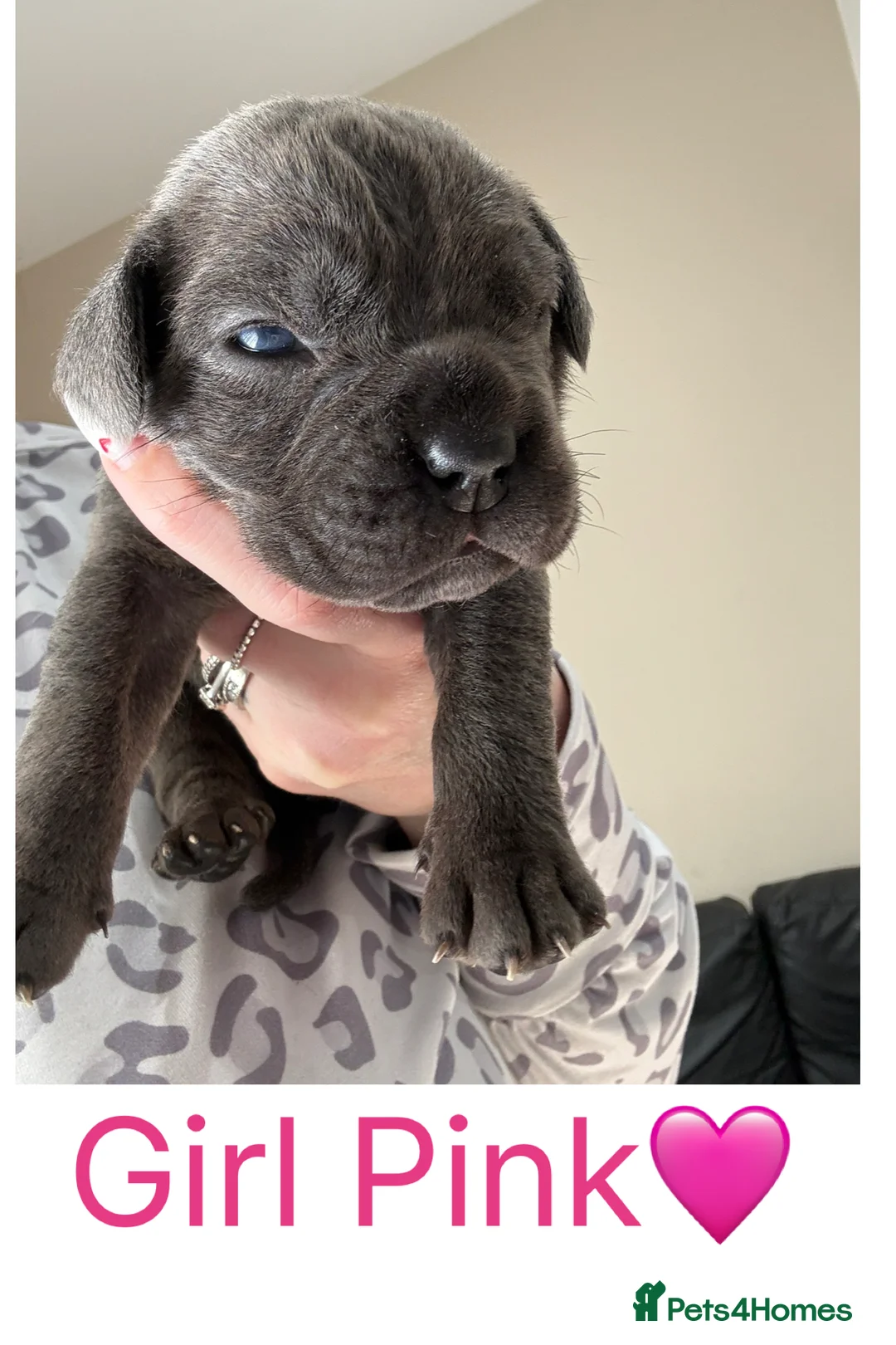 Cane Corso dogs for sale: Stunning Cane Corso Puppies  in Nottingham - Advert 2