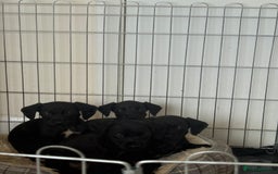 Patterdale Terrier dogs for sale: patterdale terrier pups ready to go - Image 1