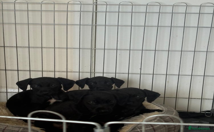 Patterdale Terrier dogs - Advert 6