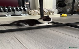 Mixed Breed cats for sale: Kittens  - Image 4
