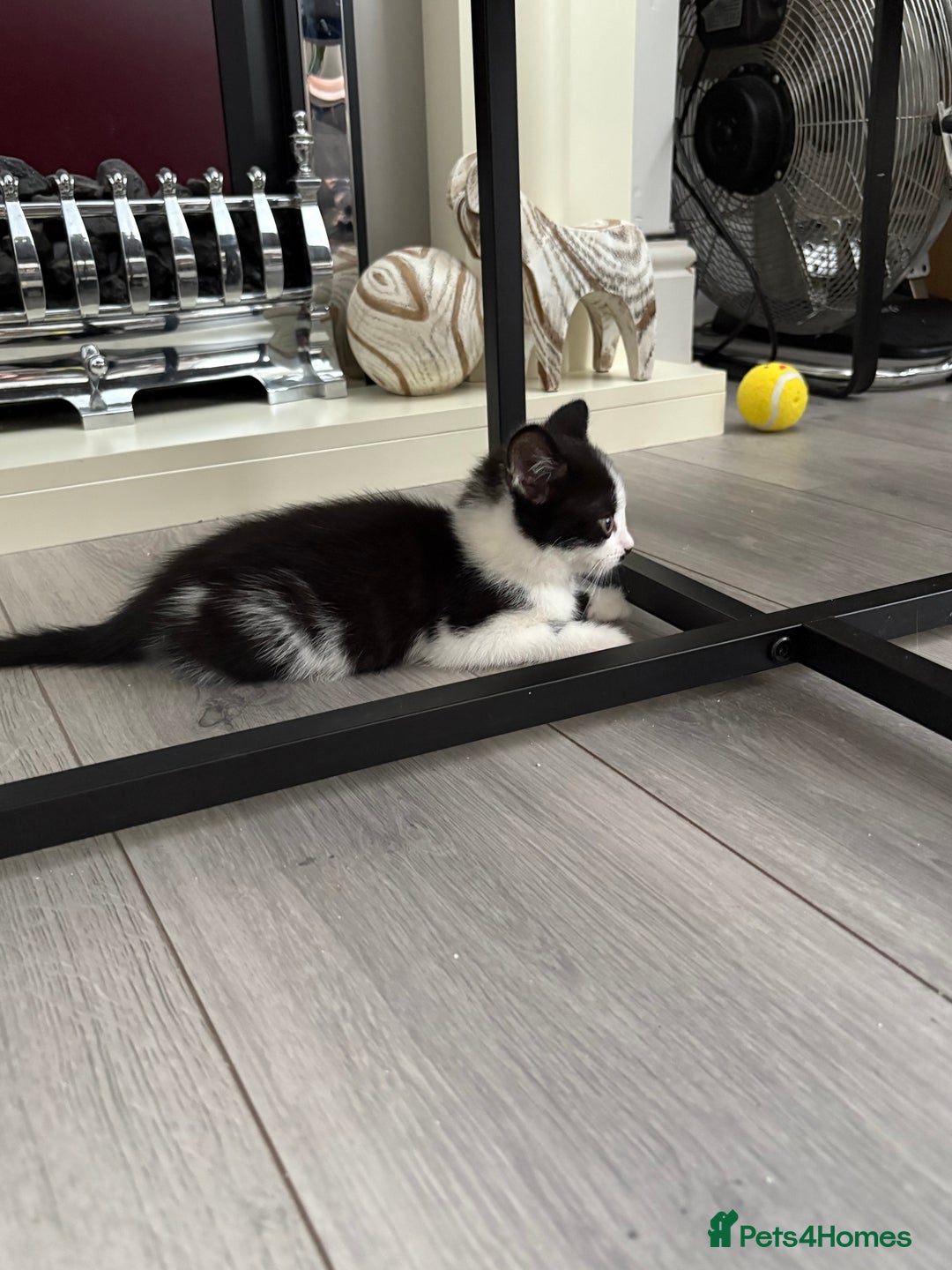 Mixed Breed cats for sale: Kittens  - Image 4