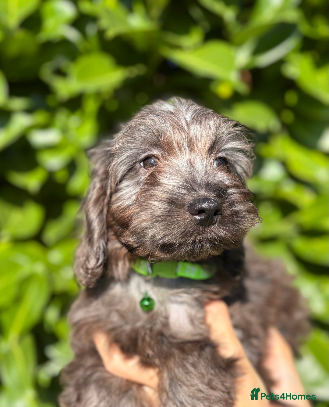 Cockapoo dogs for sale: Stunning Cockerpoo Puppies - Image 9