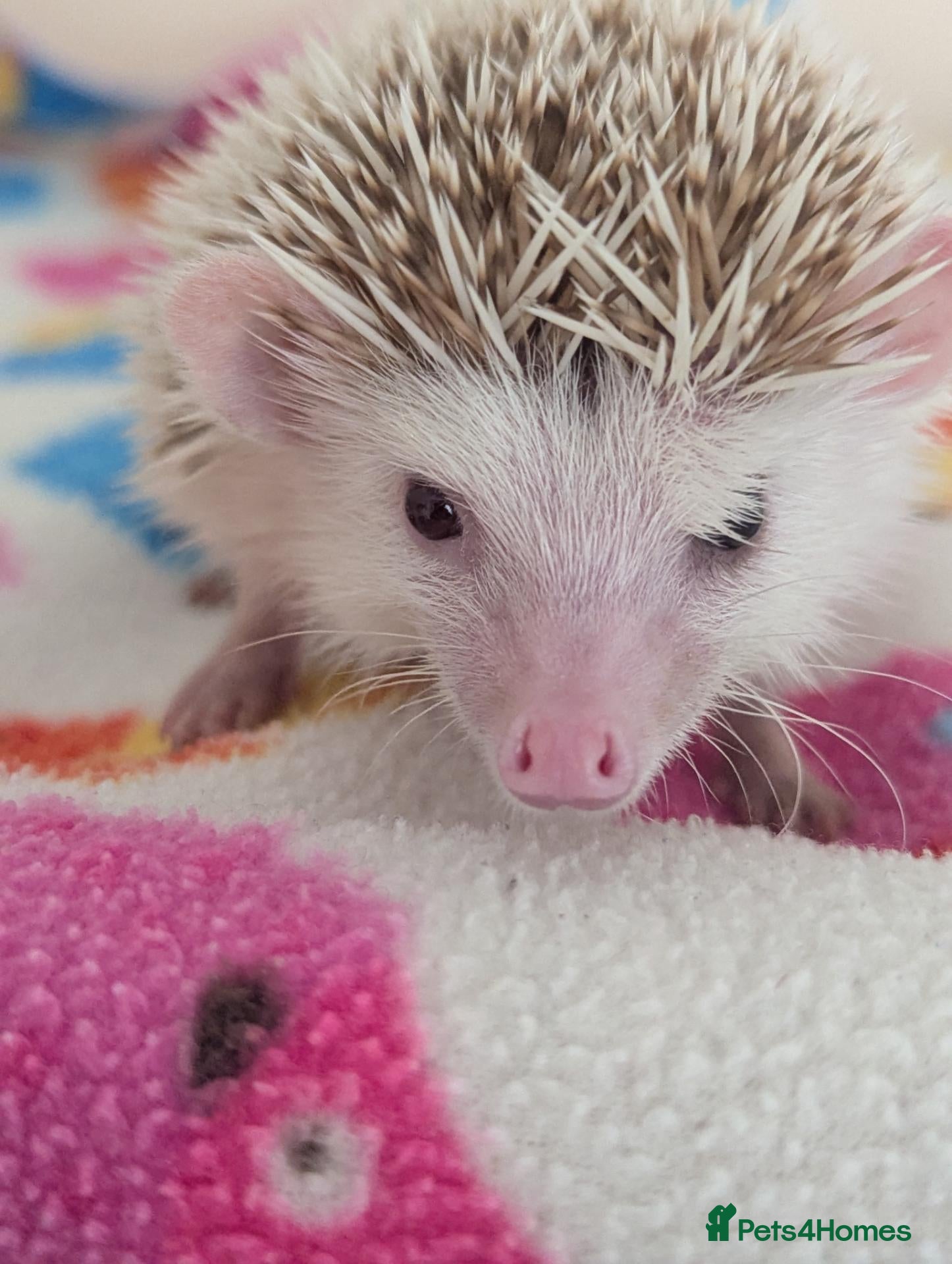 Pygmy Hedgehog rodents for sale: 12 week old Hoglets NOW £185!!! 2 Females Left - Advert 2