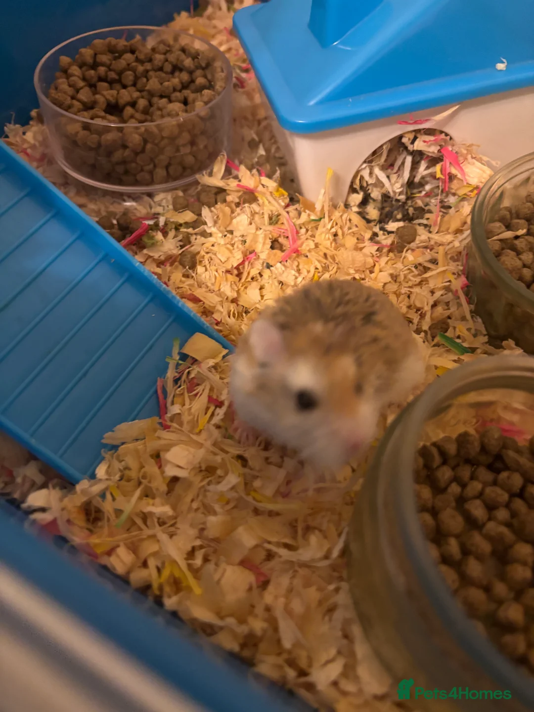 Hamster rodents for sale: Cute male roborovski dwarf hamster for sale in Edinburgh - Advert 4