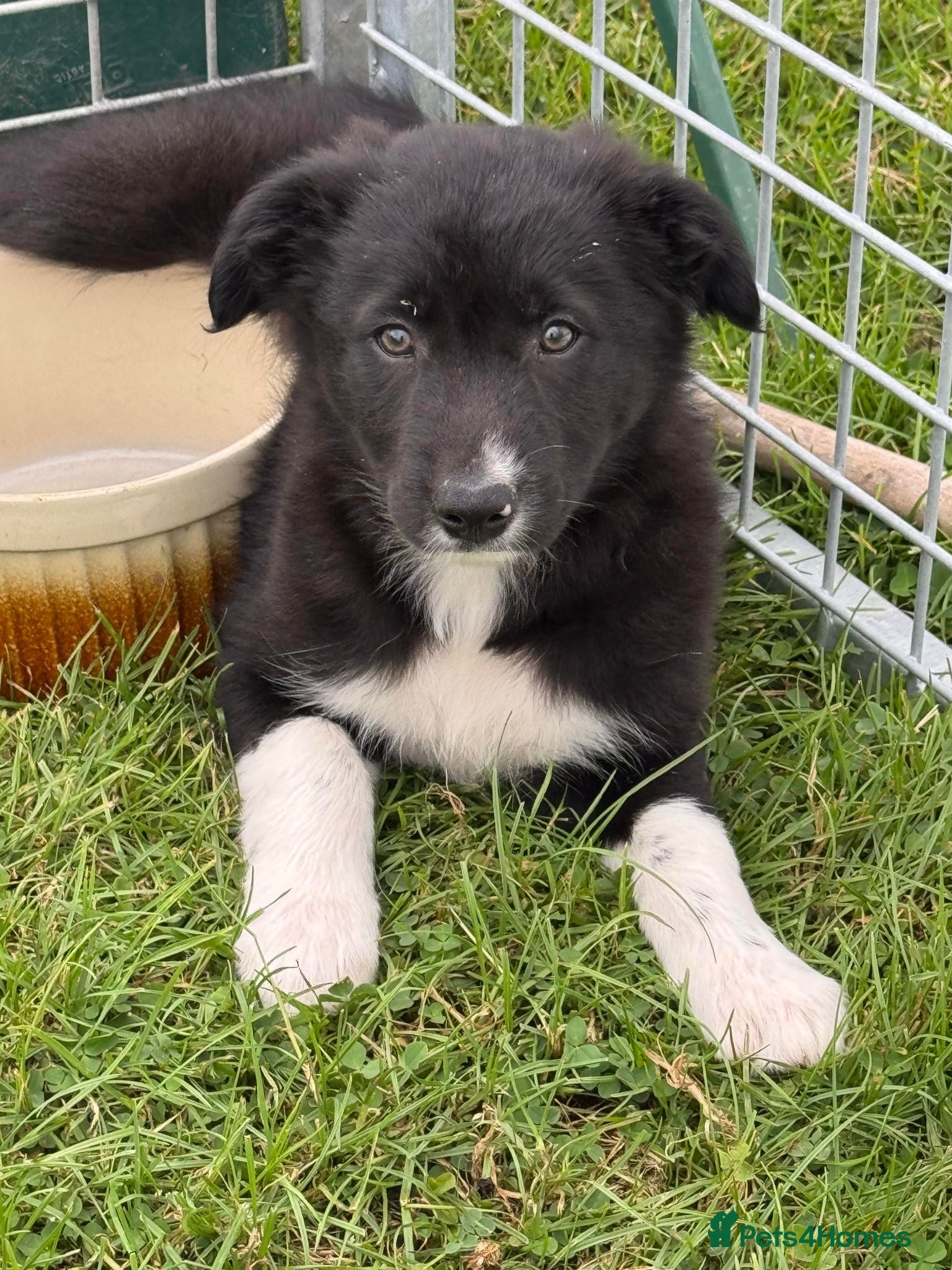 Border Collie dogs Beautiful KC Reg Border Collie puppies  - Advert 1