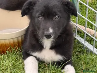 Border Collie dogs Beautiful KC Reg Border Collie puppies - Advert 2