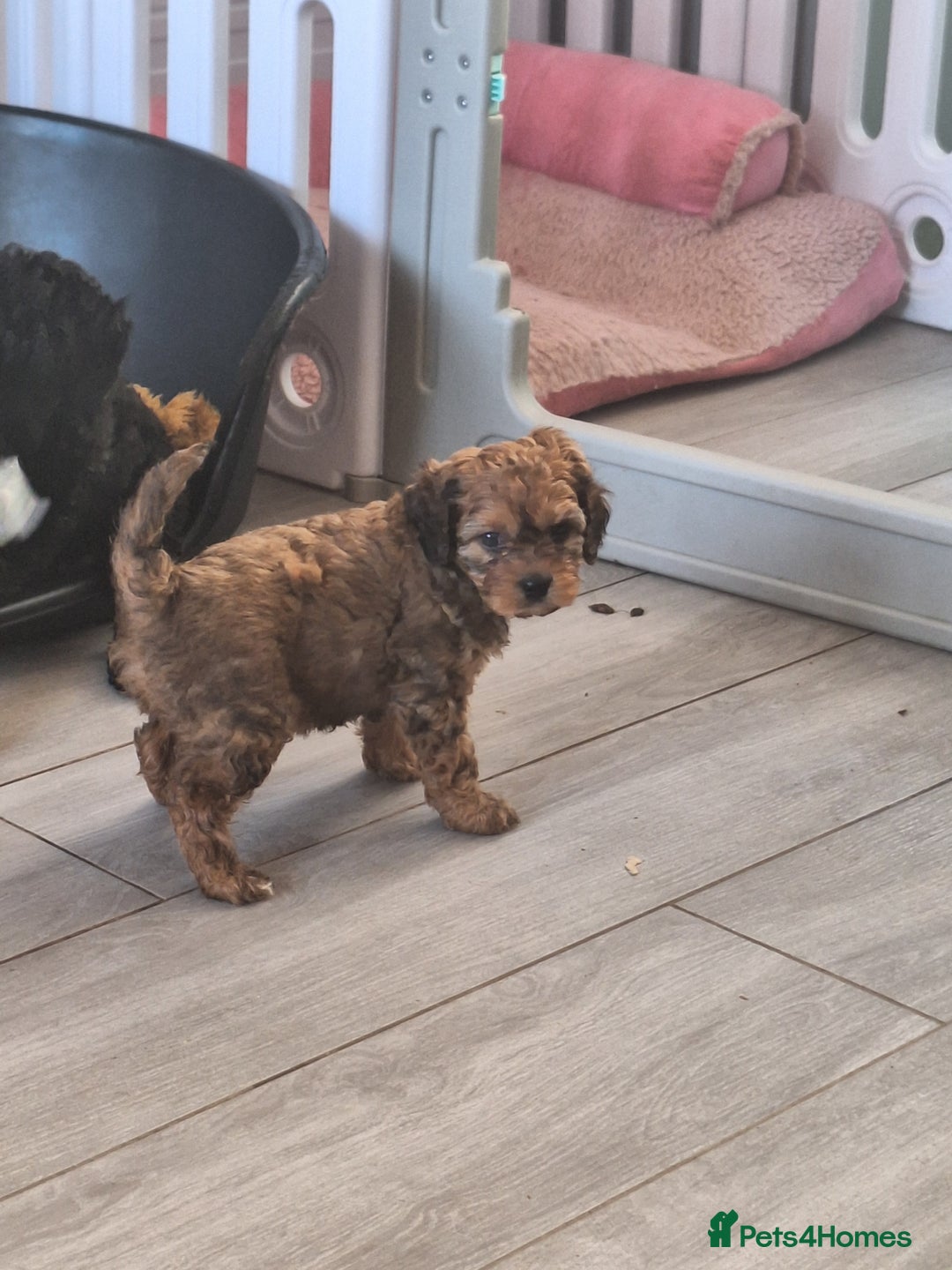 Cavapoo dogs for sale: CAVAPOO PUPPIES - Image 18