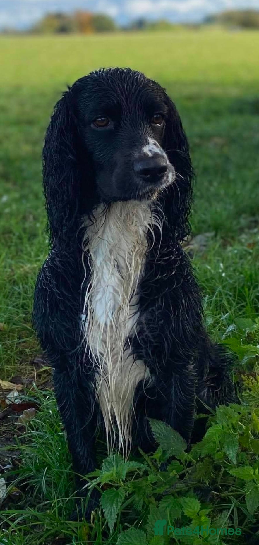 Dibley