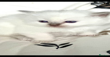 Ragdoll cats ♥️ AMAZING GCCF BABIES 💙 - Advert 9