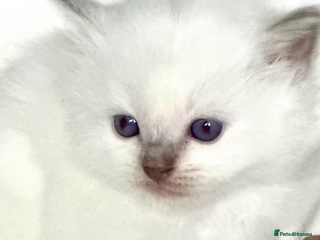Ragdoll cats ♥️ ADORABLE GCCF BABIES 💙 - Advert 5