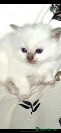 Ragdoll cats ♥️ AMAZING GCCF BABIES 💙 - Advert 12