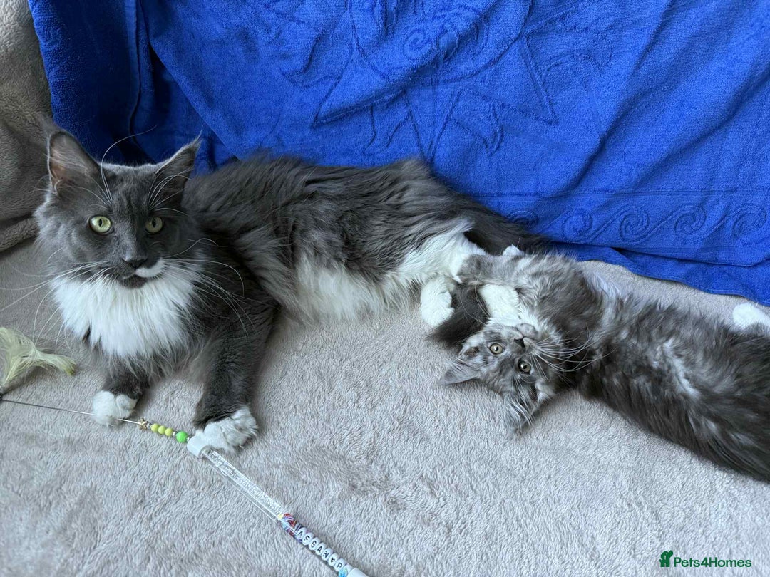 Maine Coon cats for sale: Maine coon girl - Advert 13