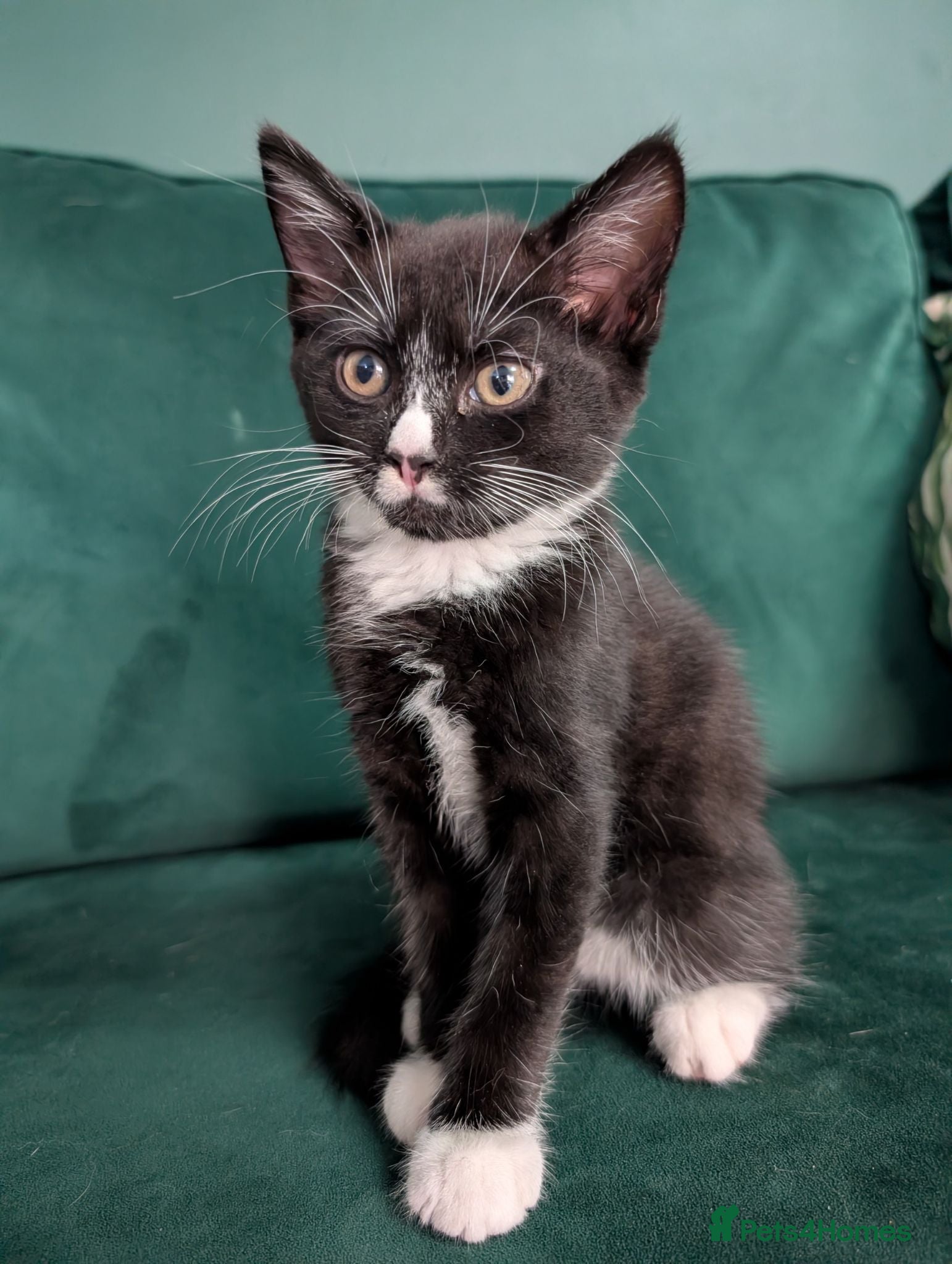 Mixed Breed cats Beautiful kittens ❤️ part BSH - Advert 2