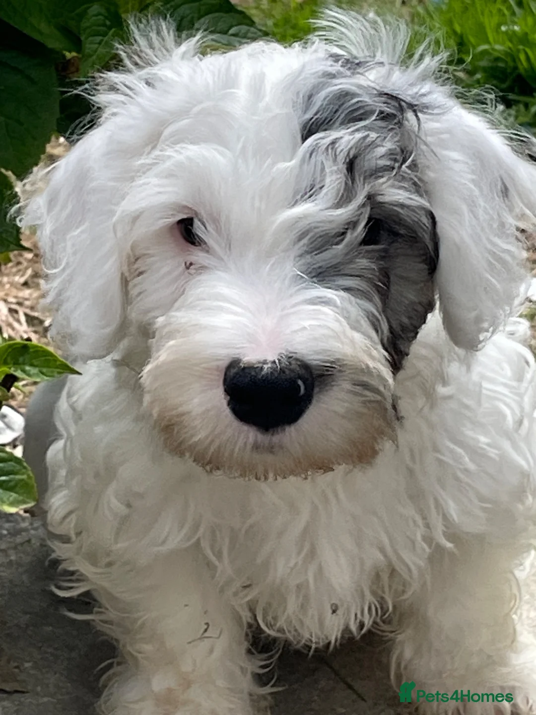 Sealyham Terrier dogs for sale: Sealyham Terrier puppies - Advert 2