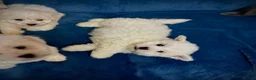 Bichon Frise dogs for sale: 6 Beautiful bichon frise puppies 🐶  in Doncaster - Advert 7