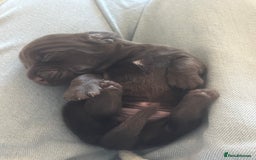 Mixed Breed dogs for sale: DAXIPOO PUPPIES  - Image 15