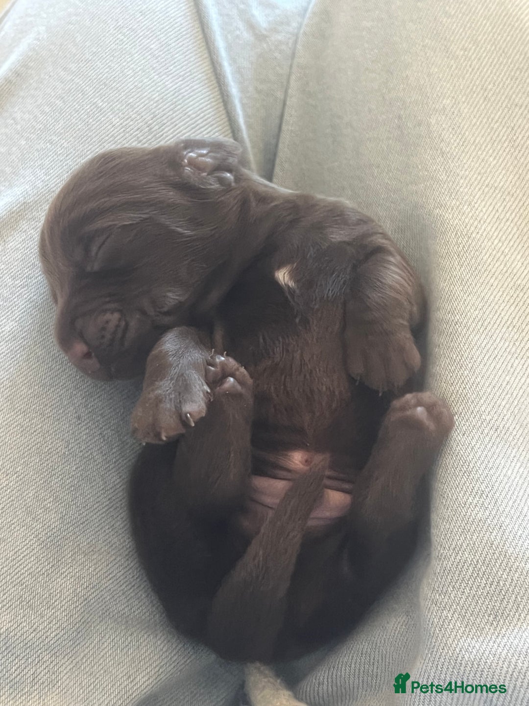 Mixed Breed dogs for sale: DAXIPOO PUPPIES  - Image 15