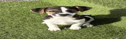 Jack Russell dogs for sale: Traditional short-legged Jack Russell puppy’s. - Advert 6