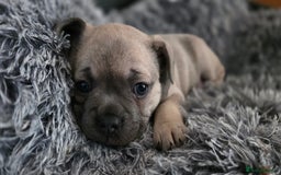 Mixed Breed dogs for sale: French bulldog x Chihuahua puppies - Image 1