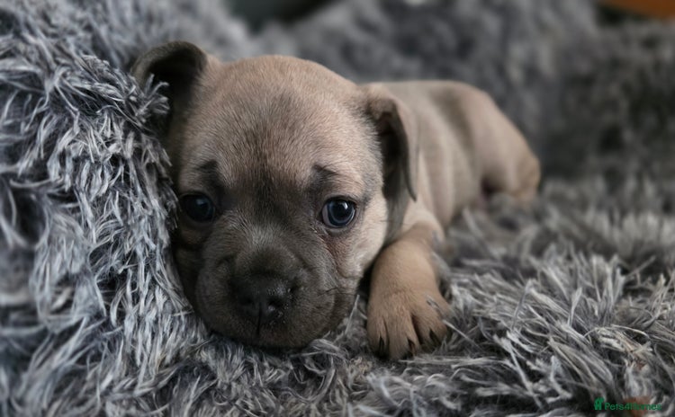Mixed Breed dogs - Advert 1