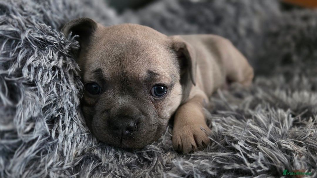 Mixed Breed dogs for sale: French bulldog x Chihuahua puppies - Image 1