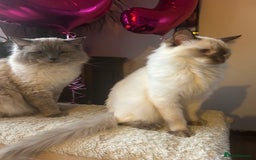 Ragdoll cats for sale: Ragdoll kittens  - Image 3