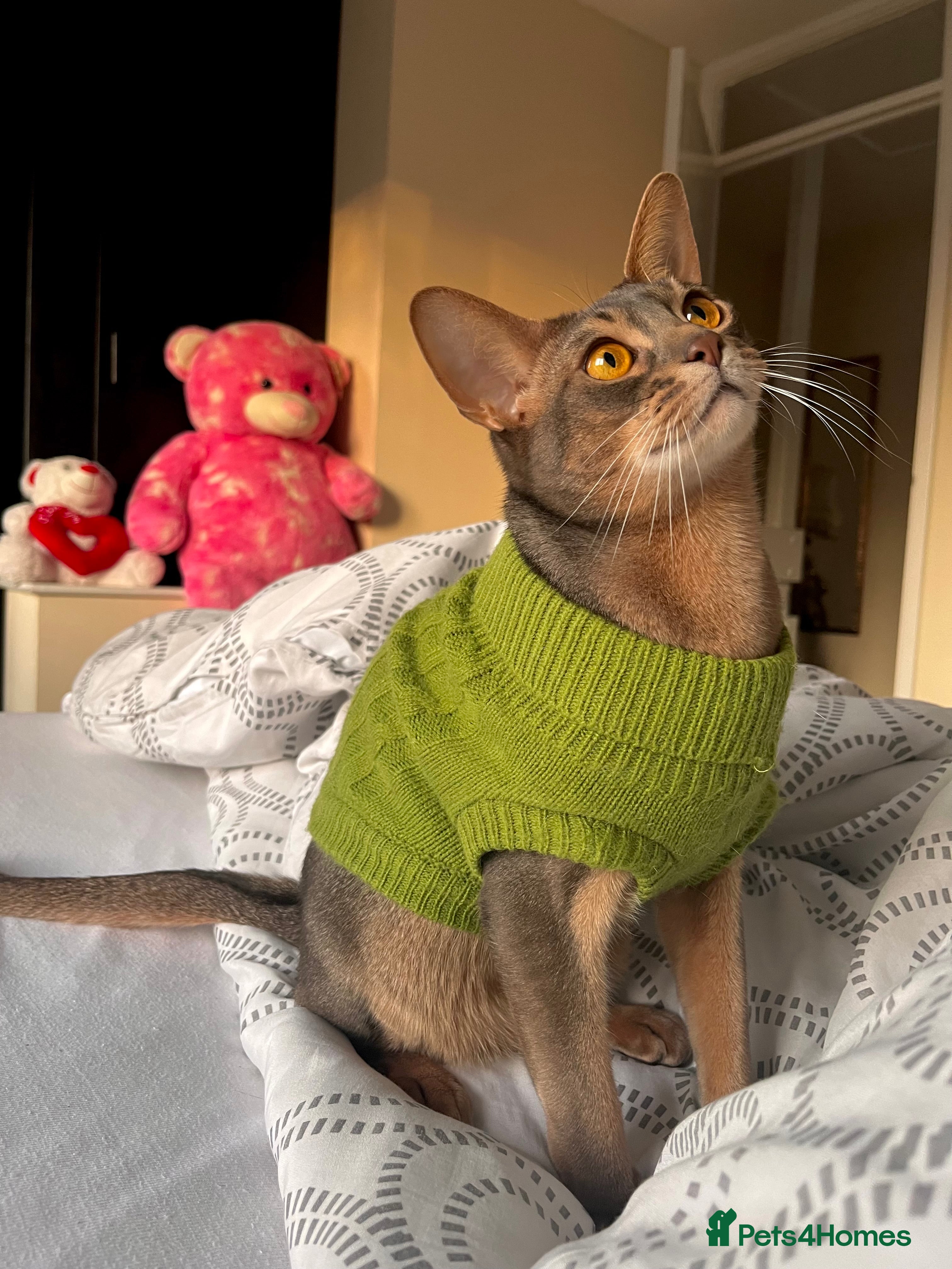 Abyssinian cats Loving Home Wanted for Our Abyssinian Boy, Yoda - Advert 1