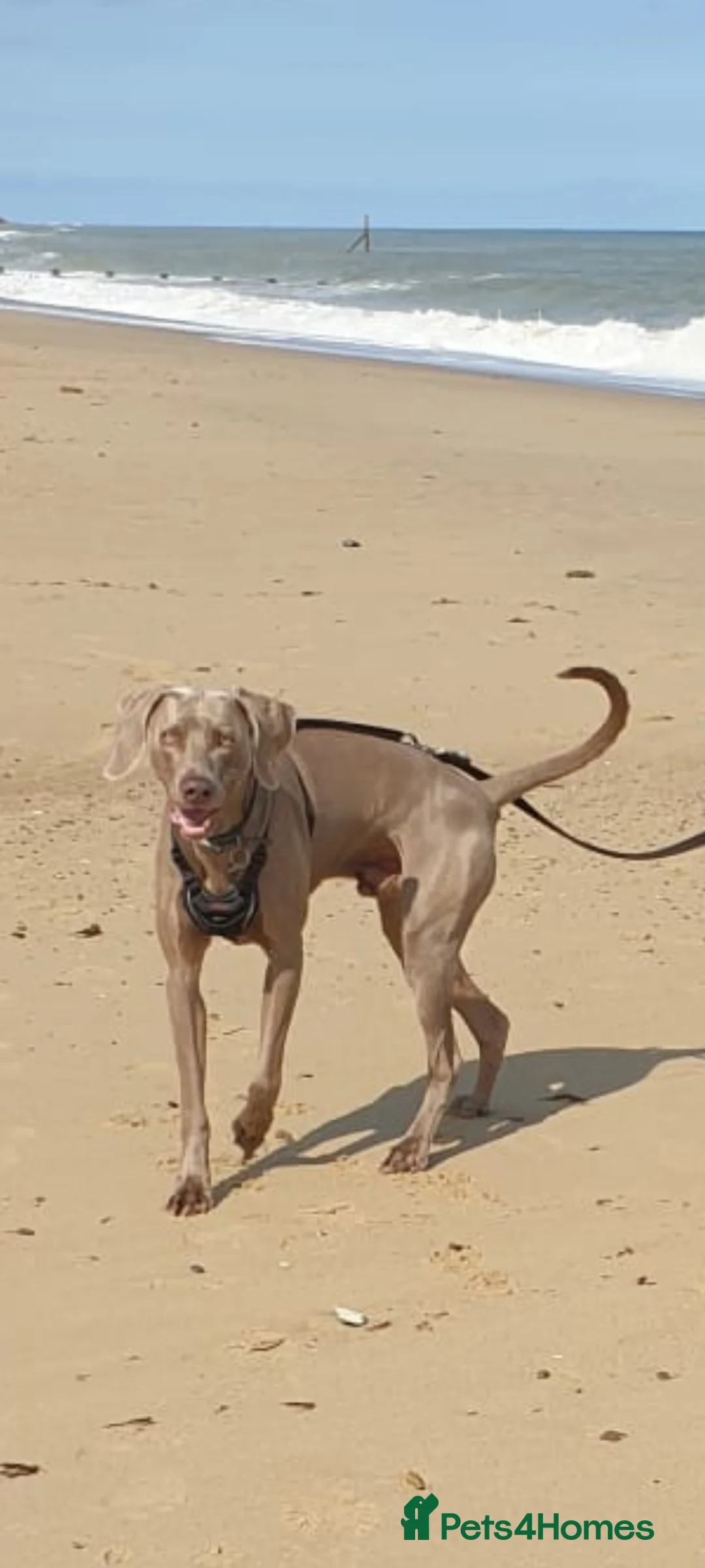 Weimaraner dogs for stud: '''''OAKLEY''''' 100% Proven Stud in Nottingham - Advert 8