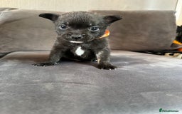 Mixed Breed dogs for sale: 5 x French Pomerdogs - Image 4