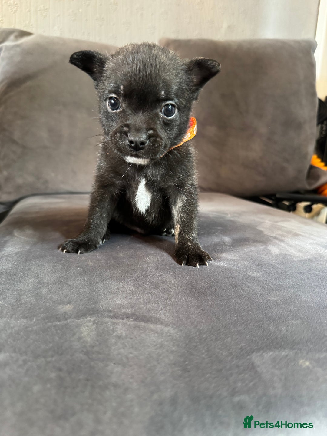 Mixed Breed dogs for sale: 5 x French Pomerdogs - Image 4