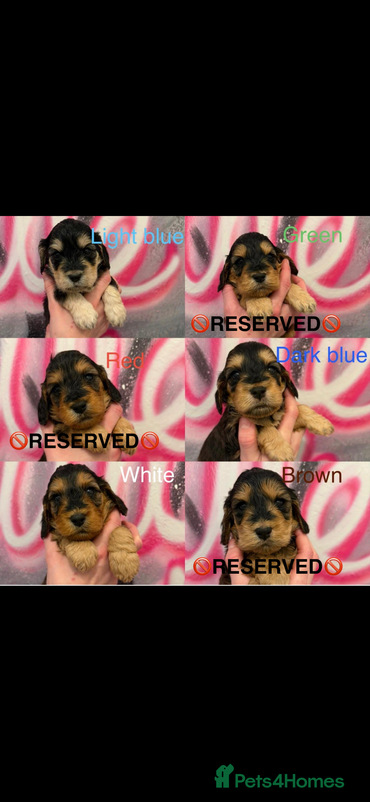 Cockapoo dogs *3 BOYS LEFT *STUNNING F1 COCKAPOO PUPPIES* - Advert 10