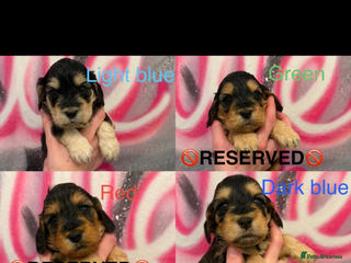 Cockapoo dogs *3 BOYS LEFT *STUNNING F1 COCKAPOO PUPPIES* - Advert 17