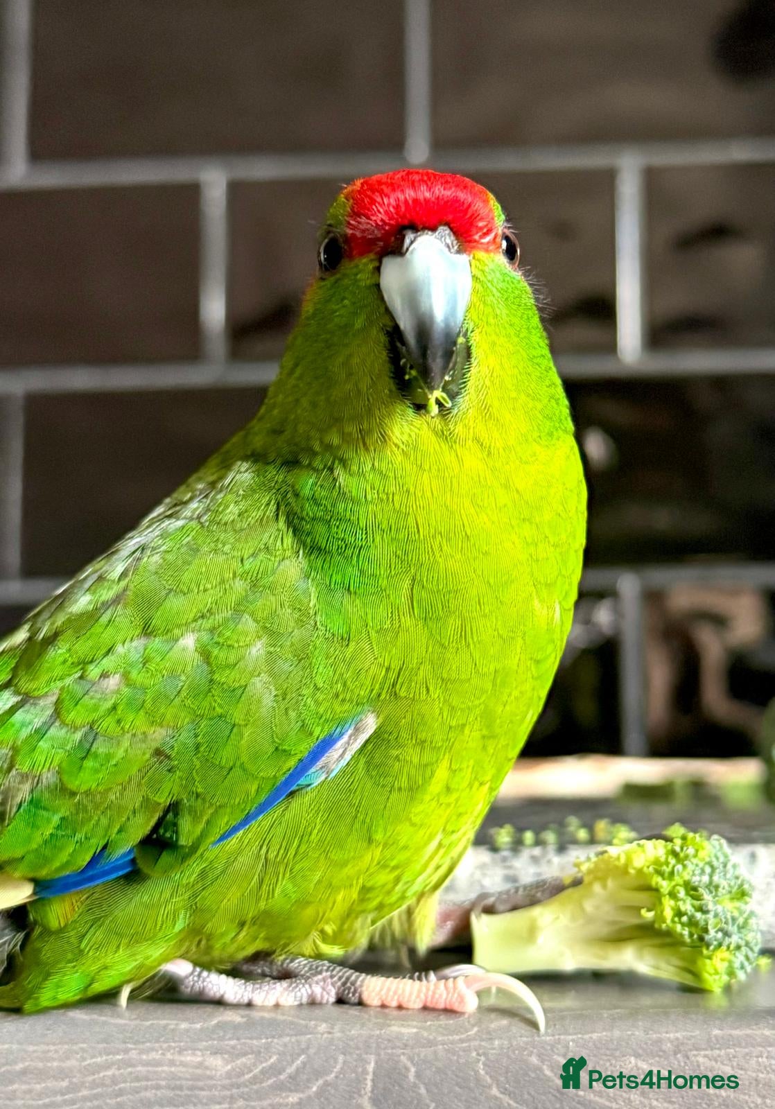 Parakeets birds Stunning tame girl - Advert 4