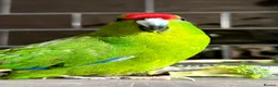 Parakeets birds for sale: Stunning tame girl - Advert 1