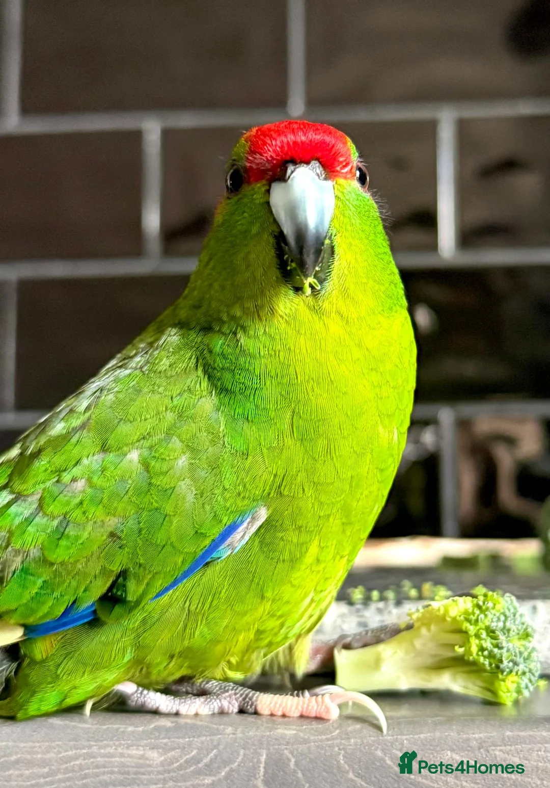 Parakeets birds for sale: Stunning tame girl - Advert 1