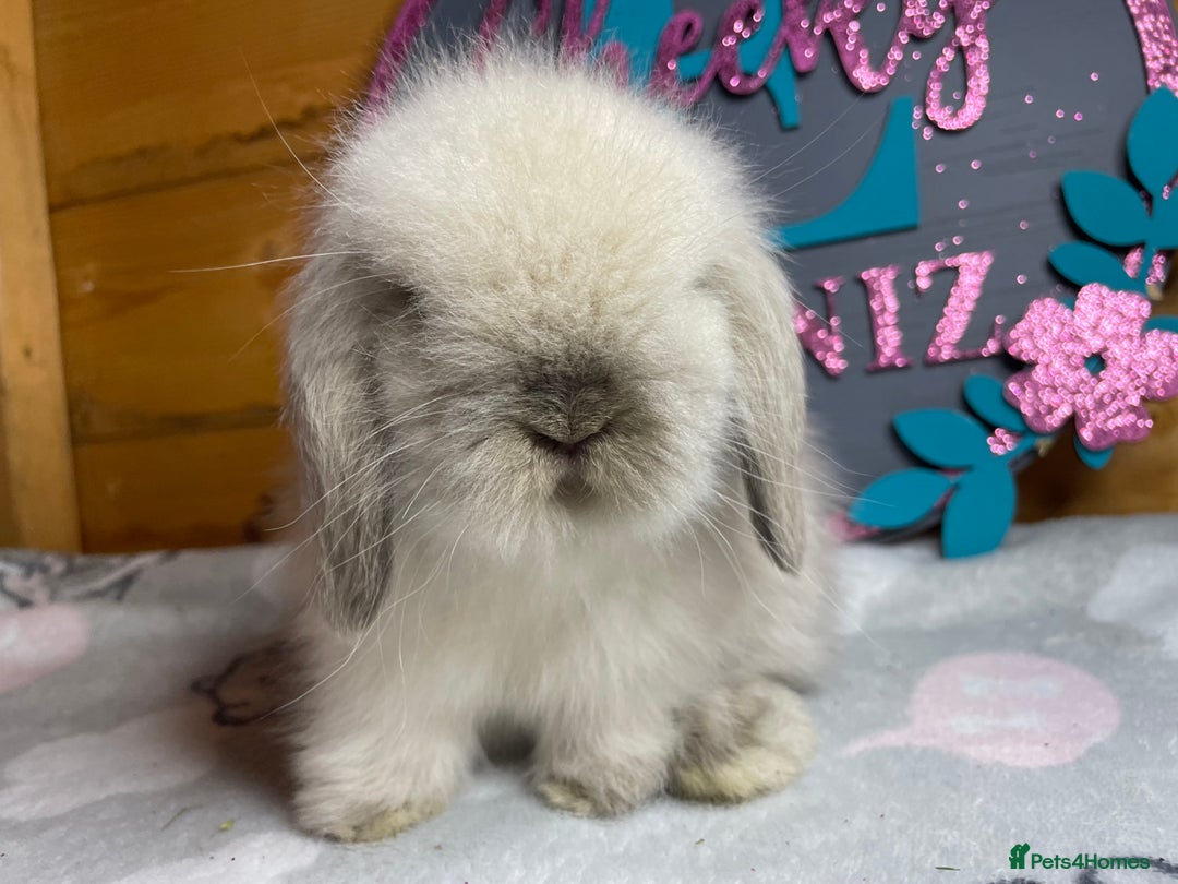 Mini Lion Lop rabbits for sale: Mini Lion Lop **Waiting List Now Open** - Image 4