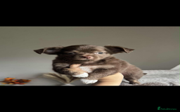 Chihuahua dogs for sale: READY TO LEAVE SOON Tiny Blue Longhair Chihuahua  - Advert 13