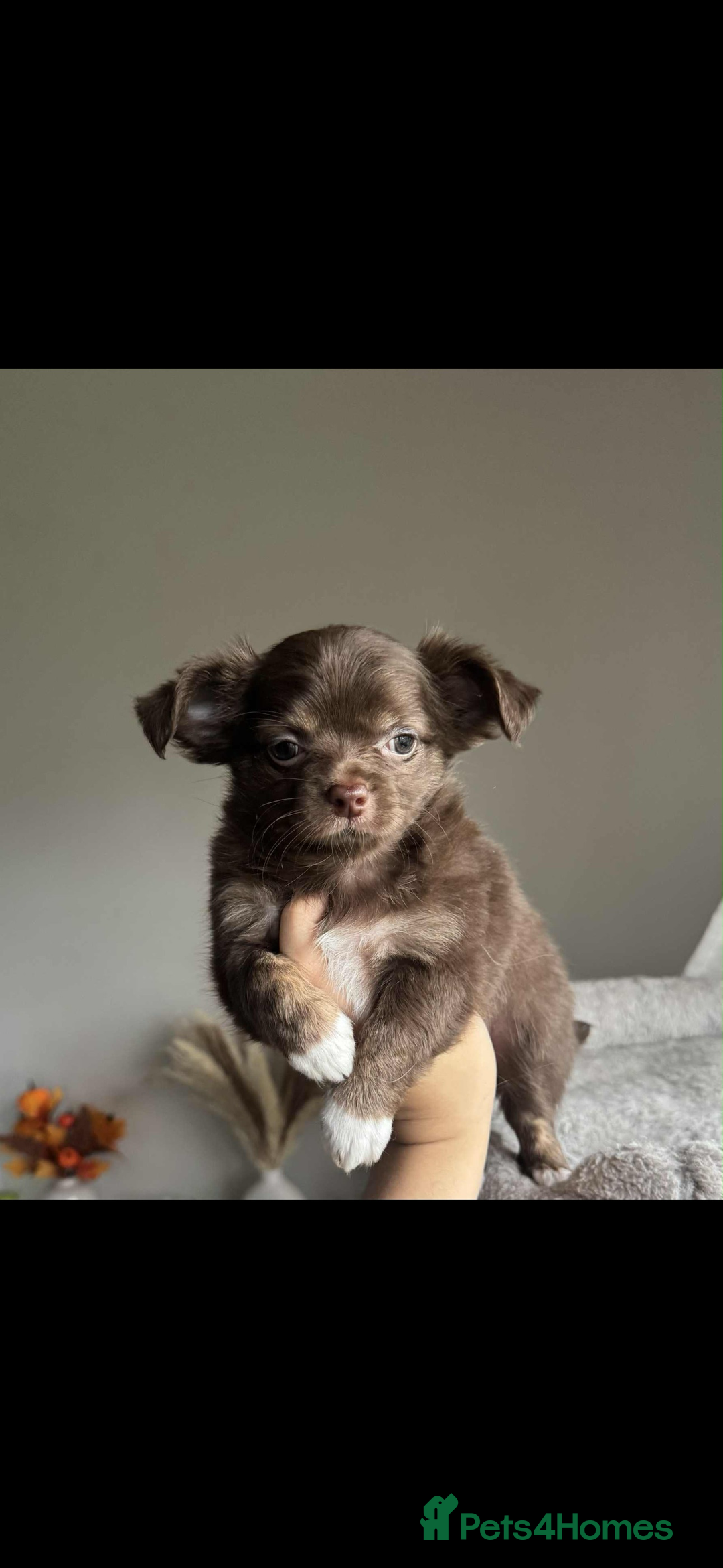 Chihuahua dogs for sale: READY TO LEAVE SOON Tiny Blue Longhair Chihuahua  - Advert 13