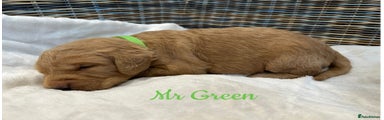 Mr Green