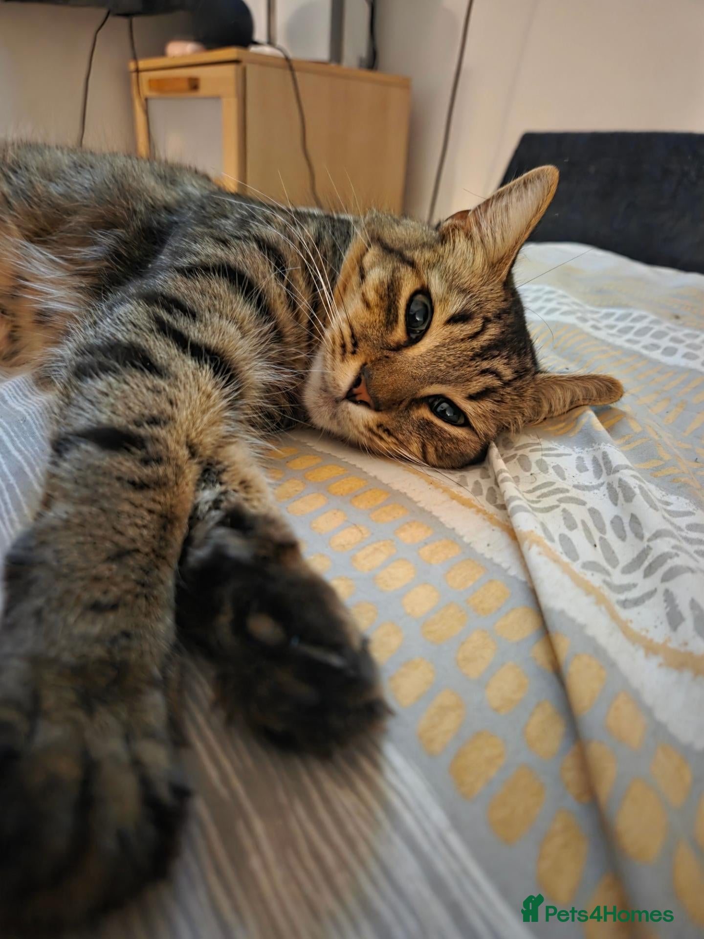 Mixed Breed cats for sale: Beautiful kittens for sale - Advert 10