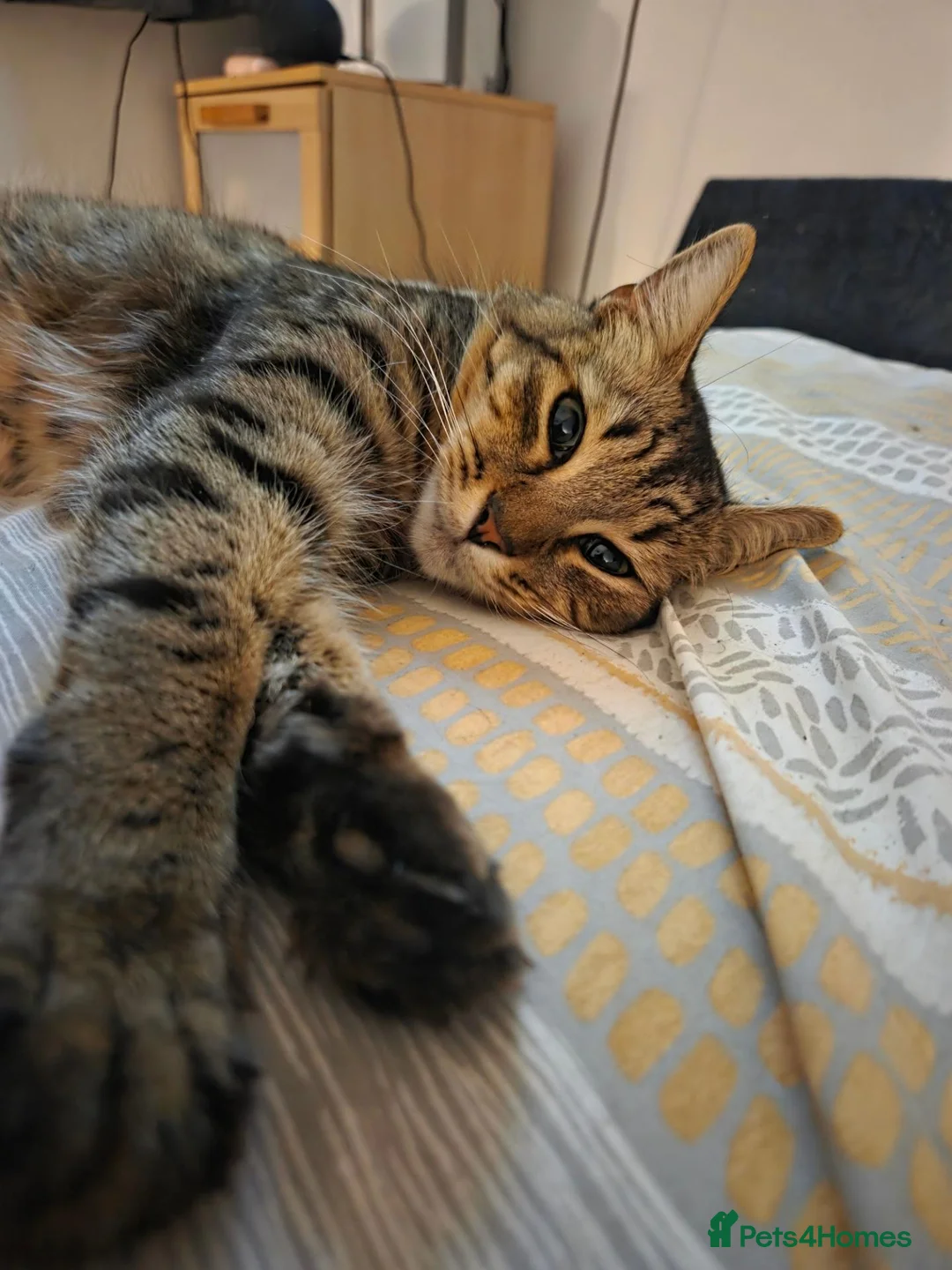 Mixed Breed cats for sale: Beautiful kittens for sale in Tenterden - Advert 2