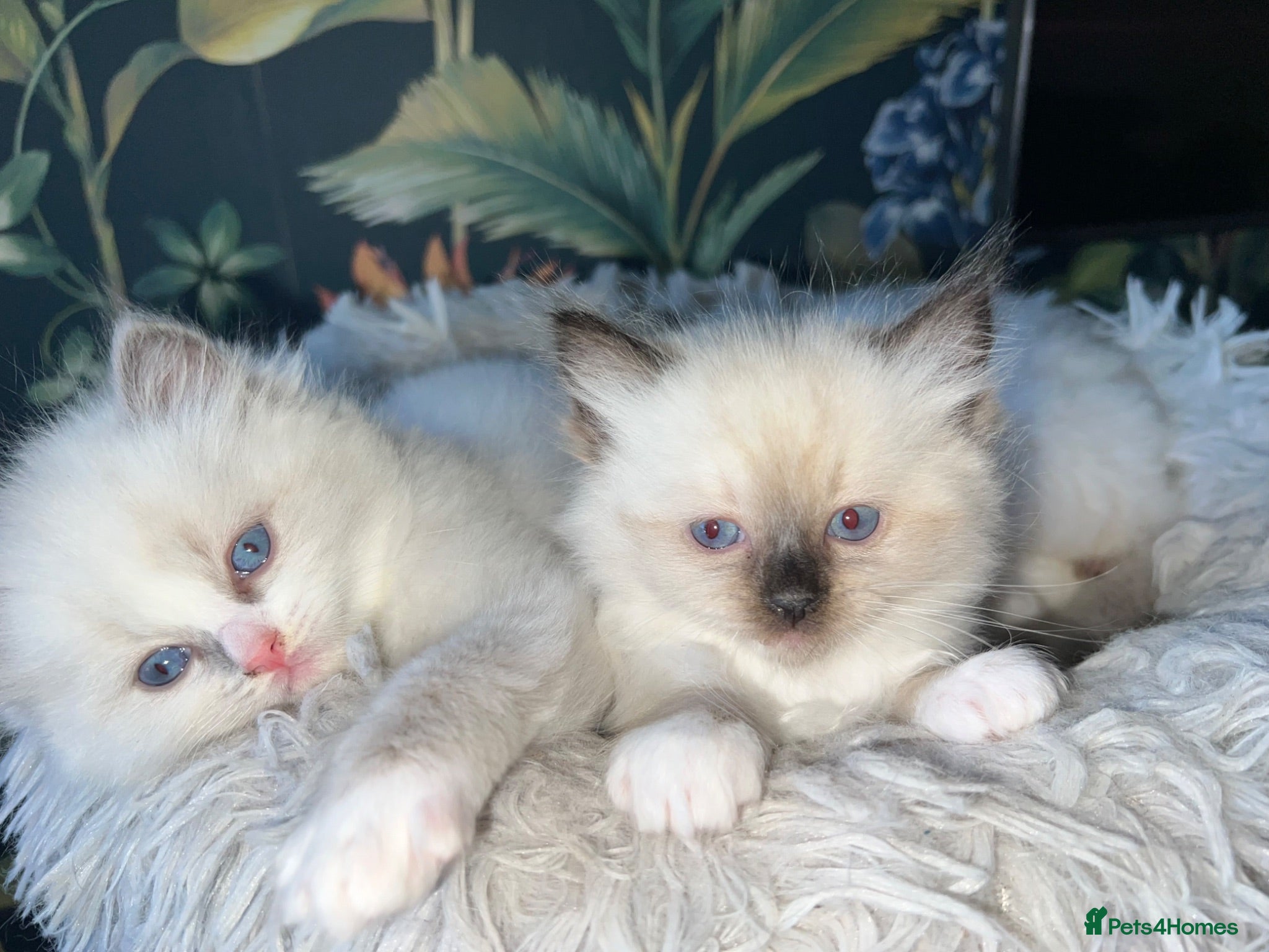 Ragdoll cats Beautiful Quality Chunky Ragdoll Babies  - Advert 4
