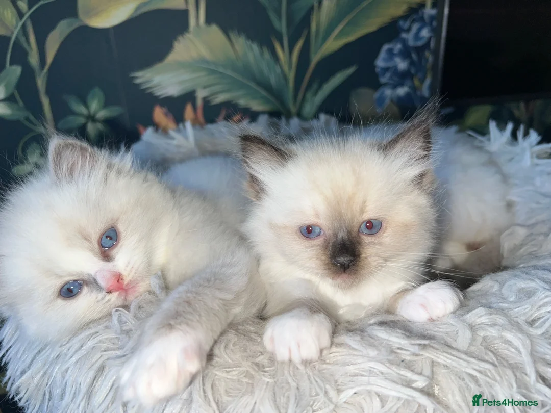 Ragdoll cats for sale: Beautiful Quality Chunky Ragdoll Babies  - Advert 1