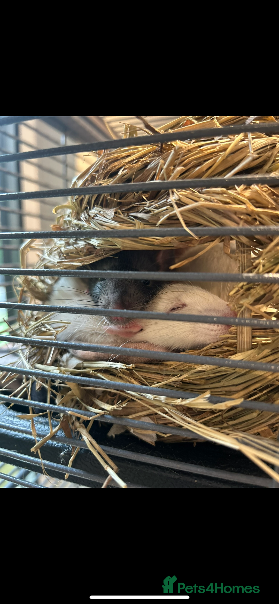 Rat rodents for sale: 3 female rats  - Image 5