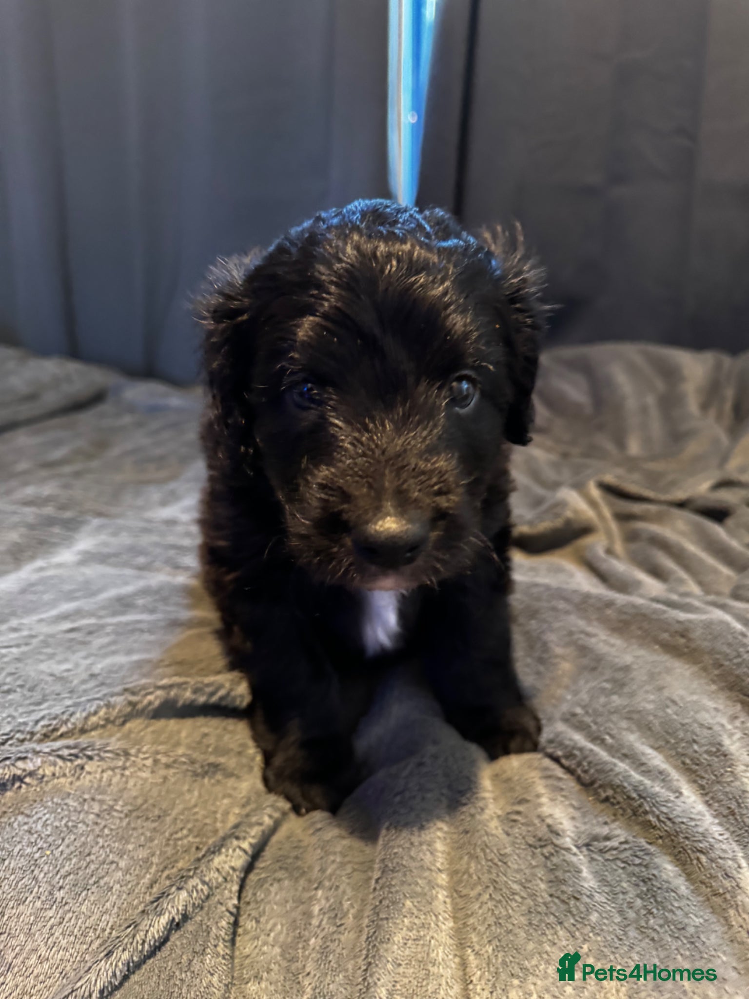 Bordoodle dogs 💜 Beautiful Bordoodle Puppies 💜 - Advert 1