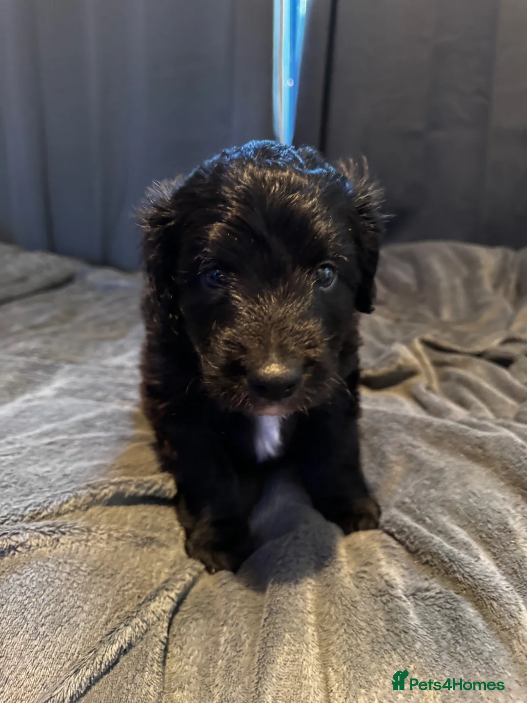Bordoodle dogs for sale: 💜 Beautiful Bordoodle Puppies 💜 - Advert 1